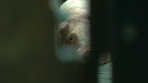 L'usine des animaux háttérkép