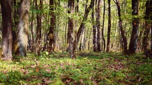 Weckruf der Natur háttérkép