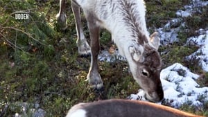 Den stora älgvandringen Season 1 Ep.3 3. epizód