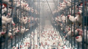 L'usine des animaux háttérkép