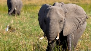 In the Footsteps of Elephant háttérkép