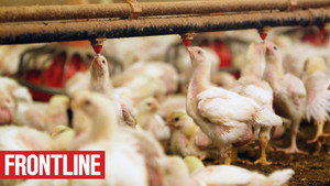 The Trouble with Antibiotics háttérkép