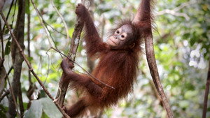 Orang-Utans - Borneos Waldmenschen háttérkép