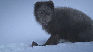 The Arctic Fox: Still Surviving háttérkép