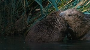 Castor, la force de la nature háttérkép
