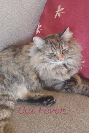 Cat Fever poszter