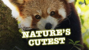 Nature's Cutest háttérkép