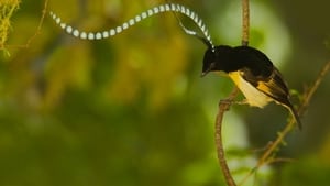 Winged Seduction: Birds of Paradise háttérkép