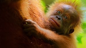 Az orangutánok titkos élete háttérkép