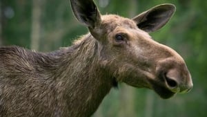 Den stora älgvandringen kép