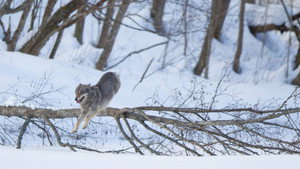 Wolf háttérkép