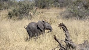 Naledi: A Baby Elephant's Tale háttérkép