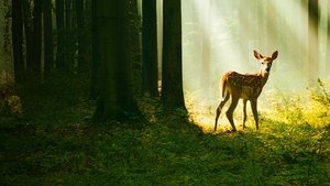Bambi – Egy élet az erdőben háttérkép