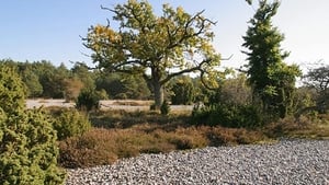 Ostseeparadies Rügen háttérkép