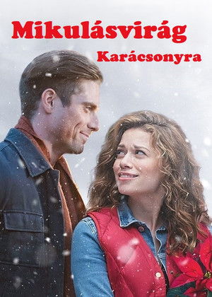 Mikulásvirág karácsonyra