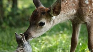 Bambi – Egy élet az erdőben háttérkép