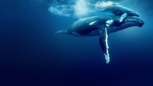 David Attenborough: Az óceán csodája háttérkép