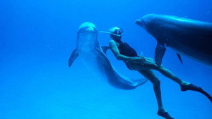 Dolphin Man háttérkép