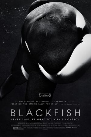 Blackfish – Egy kardszárnyú delfin története poszter