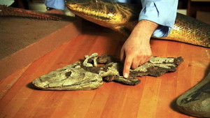 NOVA: Judgement Day - Intelligent Design on Trial háttérkép