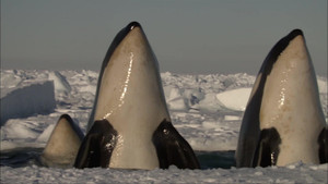 Killer Whales - The Ultimate Guide háttérkép