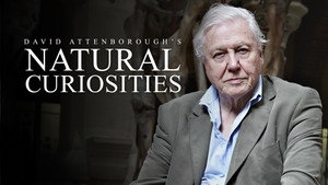 A természet furcsaságai David Attenborough-val kép