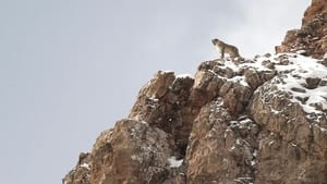 La Panthère des neiges háttérkép