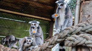 Knockhatch Animal Conservation: A Short Documentary háttérkép