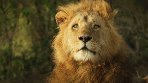 Élet a Serengeti Nemzeti Parkban 2. évad Ep.5 Power