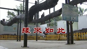 外来媳妇本地郎 7. évad Ep.2913 2913. epizód