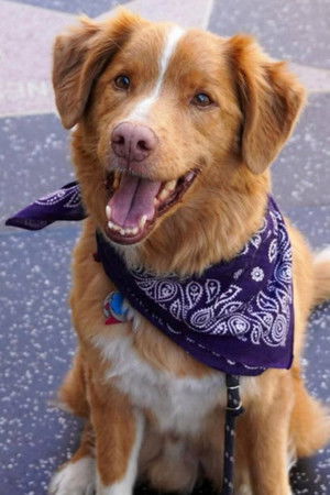 Indy the Dog profil kép