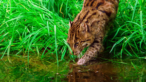 Thailand's Wild Cats háttérkép