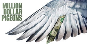Million Dollar Pigeons háttérkép