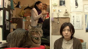 私は猫ストーカー háttérkép