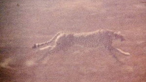 The Mark of Lilith háttérkép