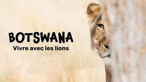 Botswana, Leben mit Löwen háttérkép