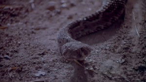 Rattlers háttérkép