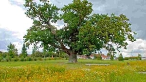 Le génie des arbres háttérkép