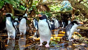 Vad Új-Zéland: A Föld titokzatos szigetei 1. évad Ep.1 Elsodródva