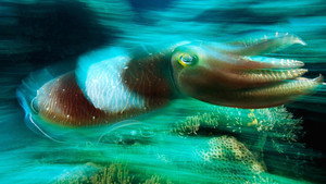 Cuttlefish: Kings of Camouflage háttérkép