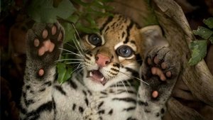 Wildcat háttérkép