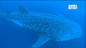 The Magic of the Big Blue. Seven Continents 1. évad Ep.3 3. epizód
