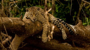 Guyane, vivre avec le jaguar háttérkép