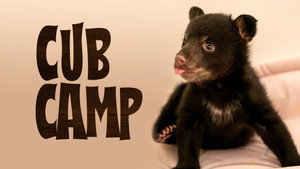 Cub Camp kép