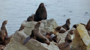 Seal Island háttérkép
