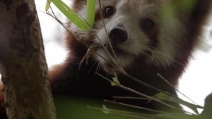 Red Panda: World's Cutest Animal háttérkép