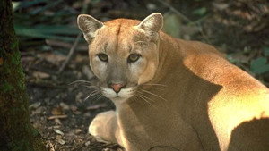 Shokee, the Everglades Panther háttérkép