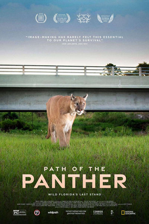 Everglades: A puma nyomában poszter
