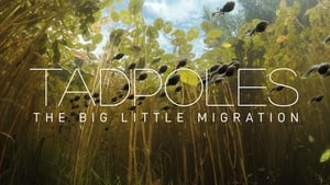 Tadpoles: The Big Little Migration háttérkép