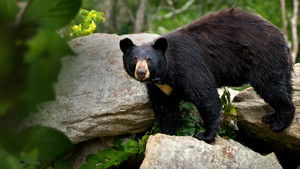 Smoky Mountain Park Rangers háttérkép